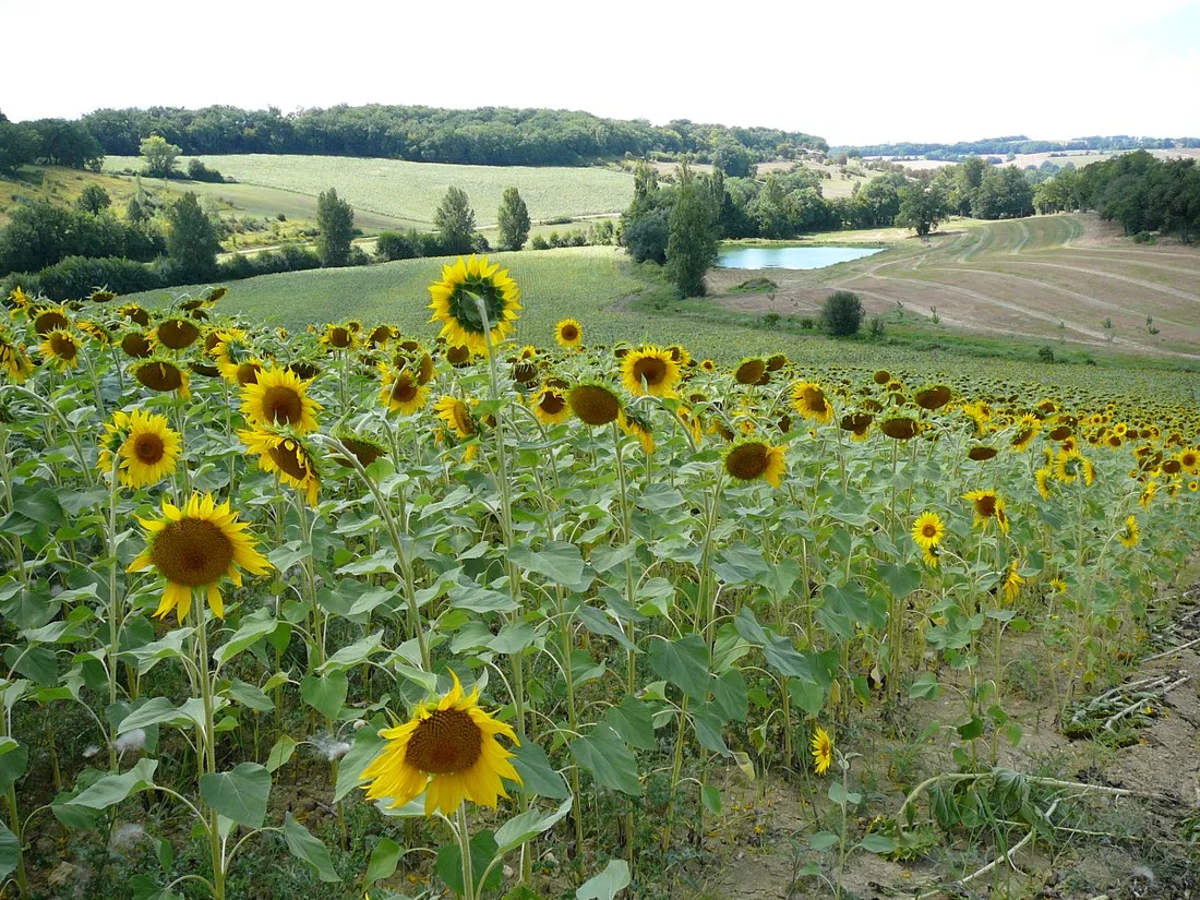 le-neri-mauroux-utekq