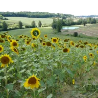 Le Néri