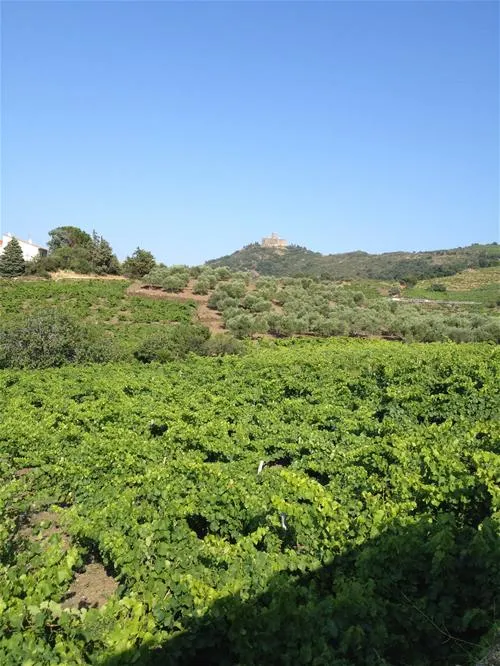 castel-les-criques-de-porteils-argeles-sur-mer-7c3wm