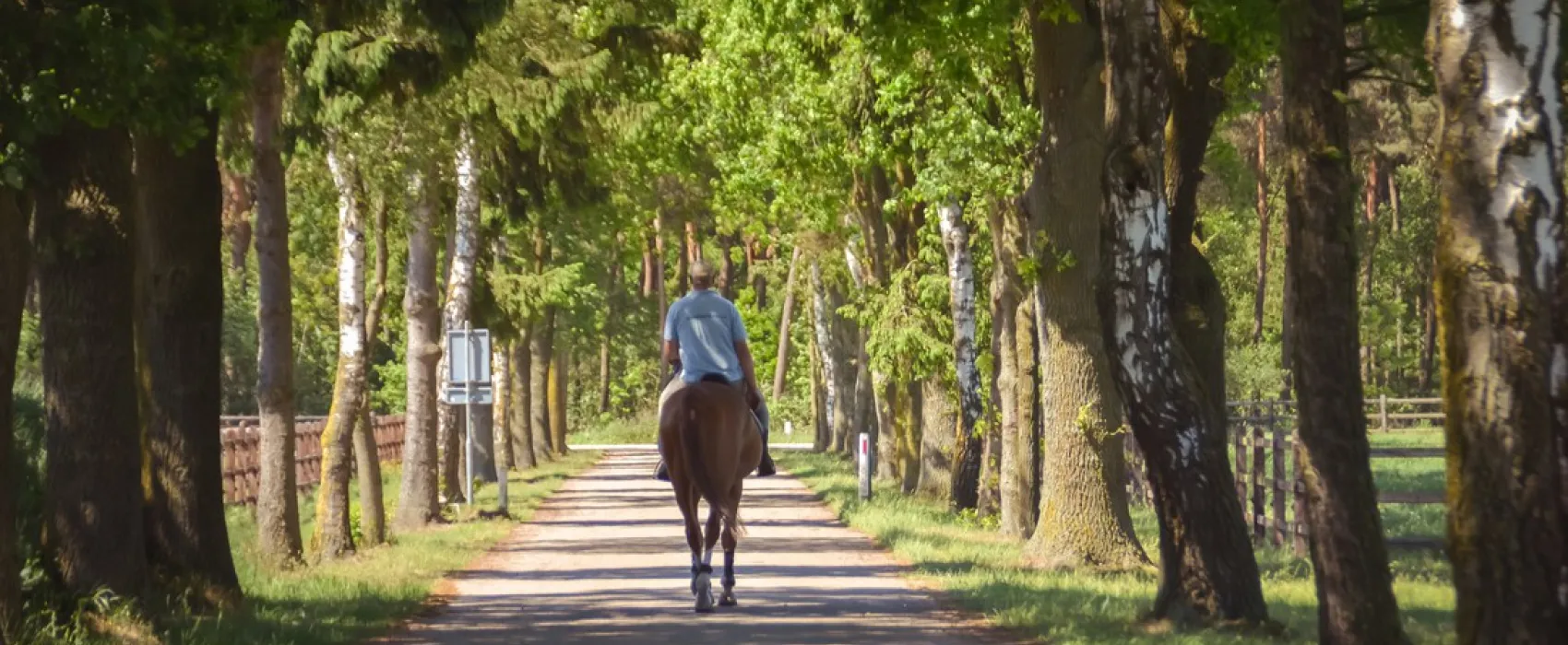 Bovensbos