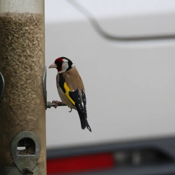 greendale-farm-caravan-and-camping-park-oakham-vwxhk