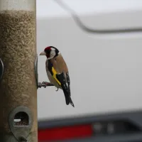 greendale-farm-caravan-and-camping-park-oakham-vwxhk