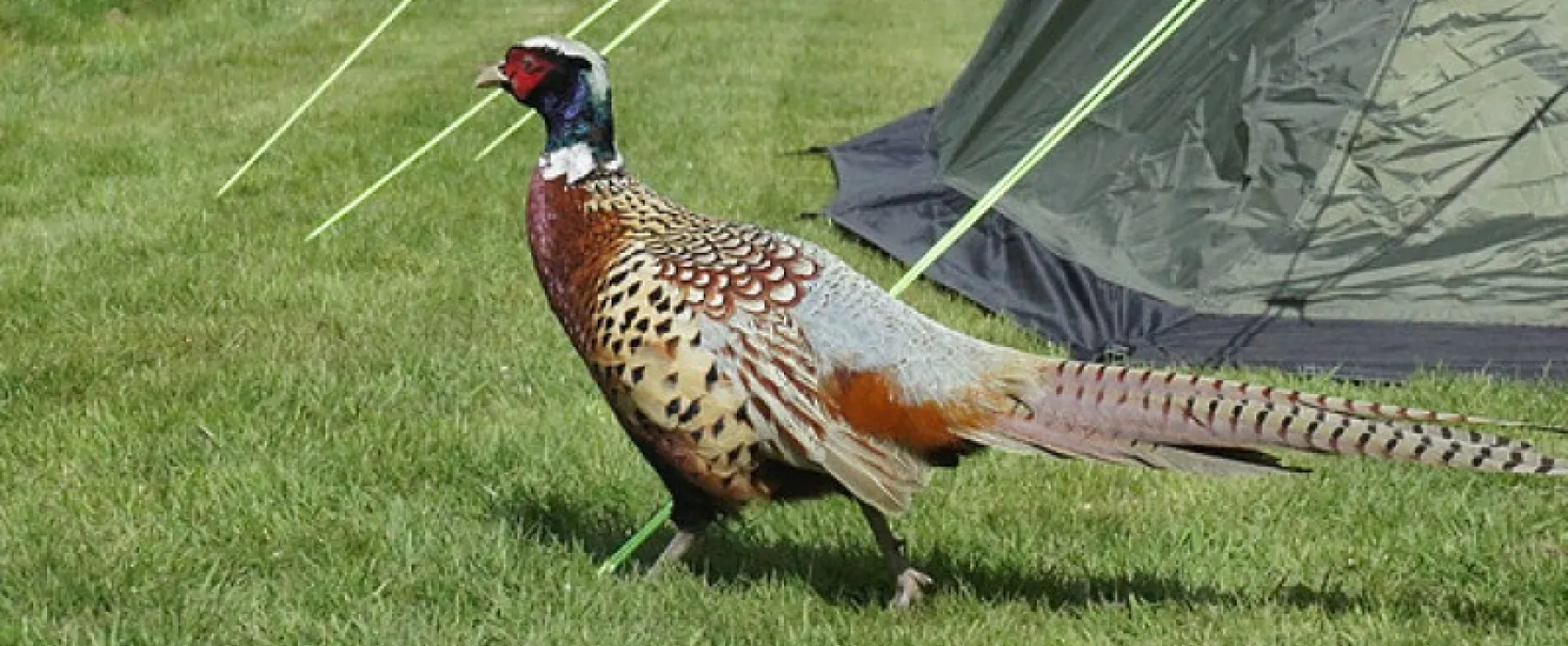 Cedar Gables Campsite