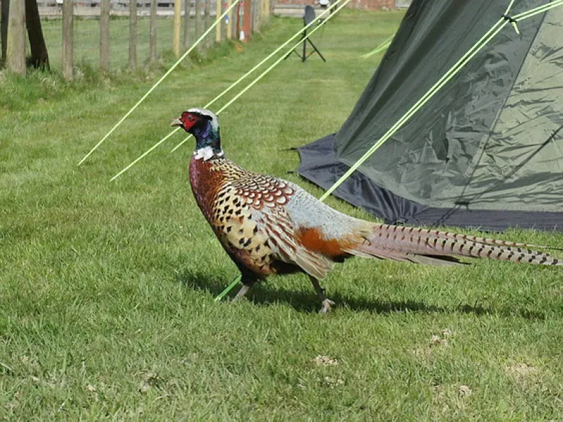 cedar-gables-camping-flimwell-urt9i