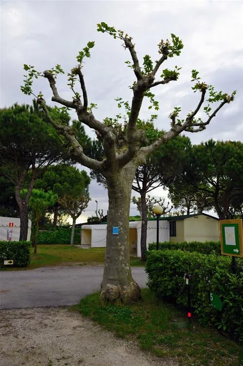 camping-miramare-cavallinopunta-sabbioni-5ffja