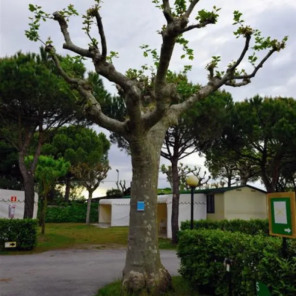 camping-miramare-cavallinopunta-sabbioni-5ffja
