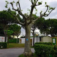 camping-miramare-cavallinopunta-sabbioni-5ffja
