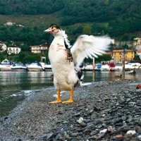 camping-solcio-solcio-di-lesa-wwsgy