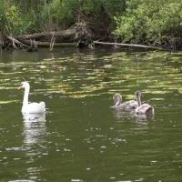 camping-und-wohnmobilpark-naturcamping-malchow-malchow-vtnvc