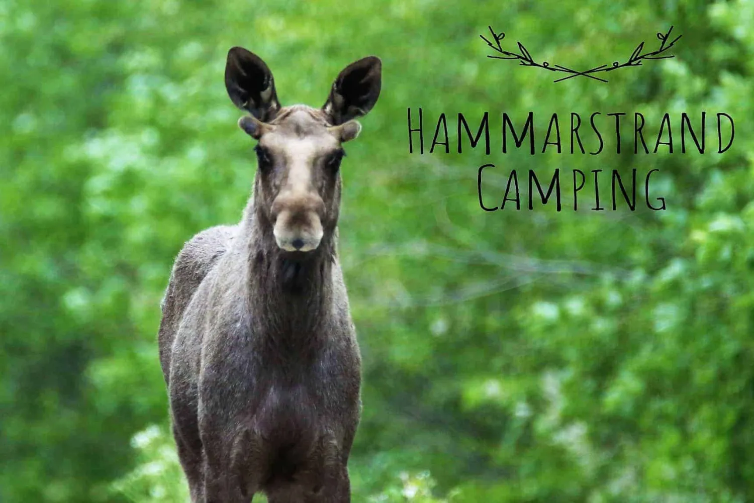 hammarstrands-camping-hammarstrand-qpute
