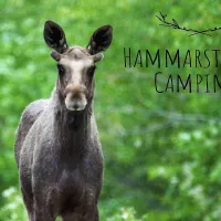 hammarstrands-camping-hammarstrand-qpute