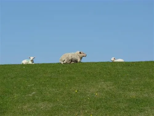 nordseecamping-zum-seehund-husumsimonsberg-8rhak