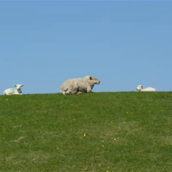 nordseecamping-zum-seehund-husumsimonsberg-8rhak