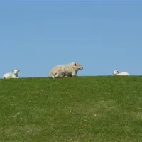 nordseecamping-zum-seehund-husumsimonsberg-8rhak