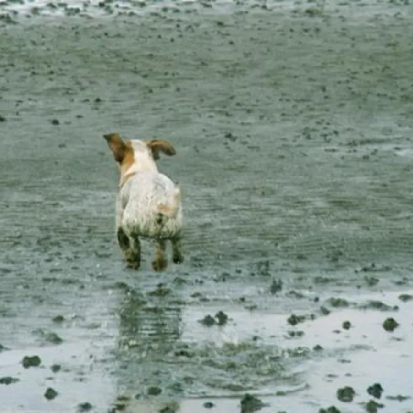 nordseecamping-zum-seehund-husumsimonsberg-zejun