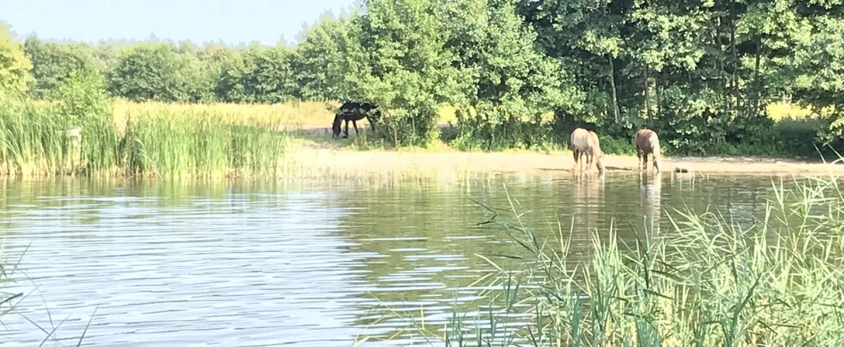 Camping De Veenkuil
