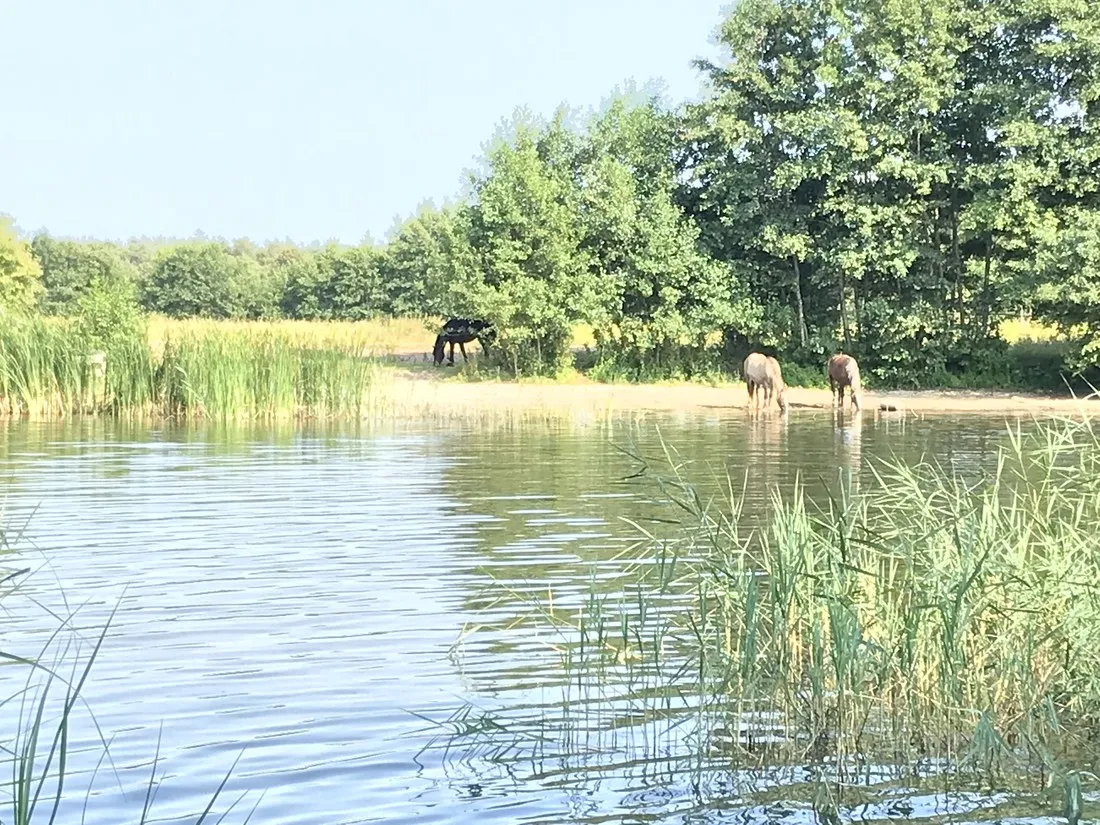 camping-de-veenkuil-bant-2pmyx