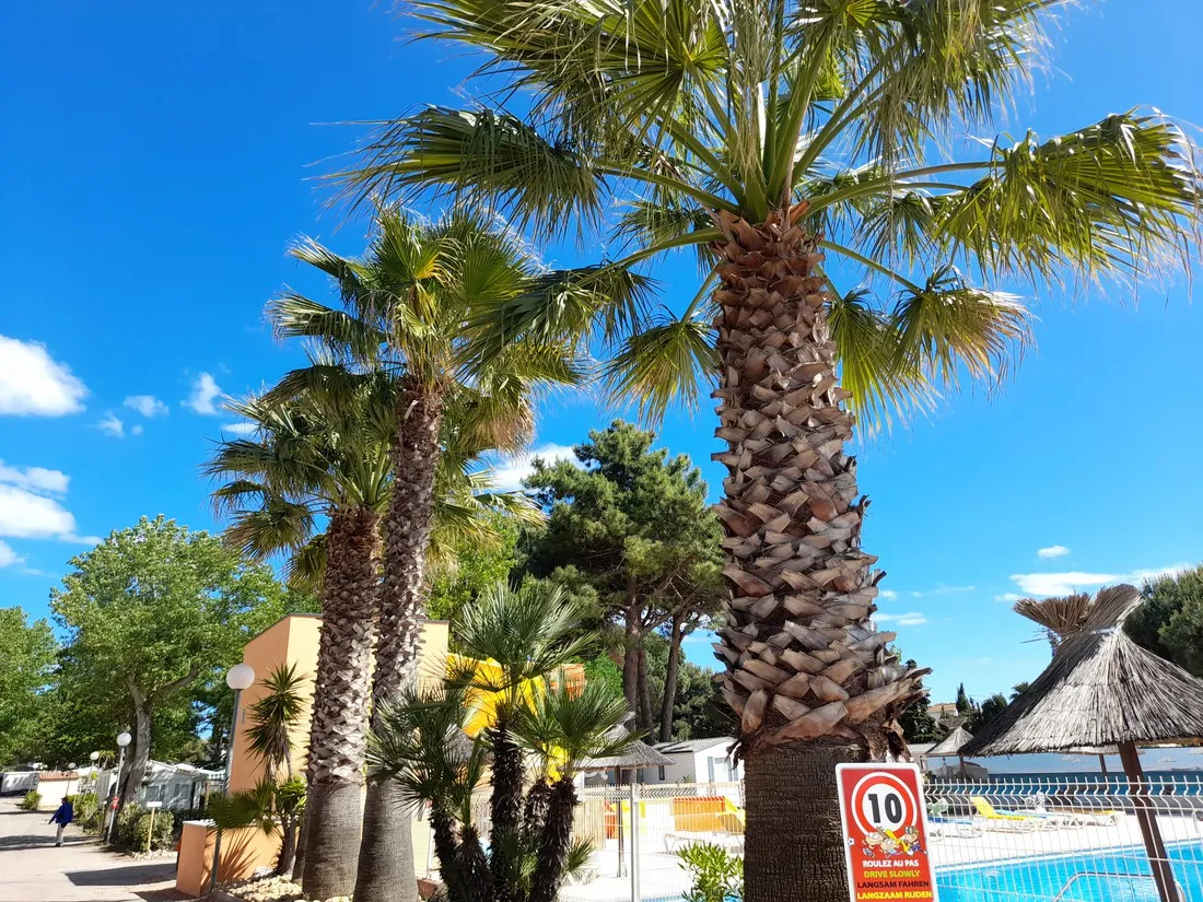 camping-les-mimosas-agde-fdixv