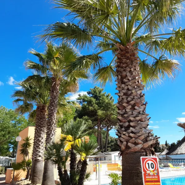 camping-les-mimosas-agde-fdixv