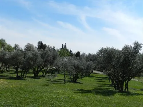 vivacamp-la-laune-villeneuve-les-avignon-zkerd
