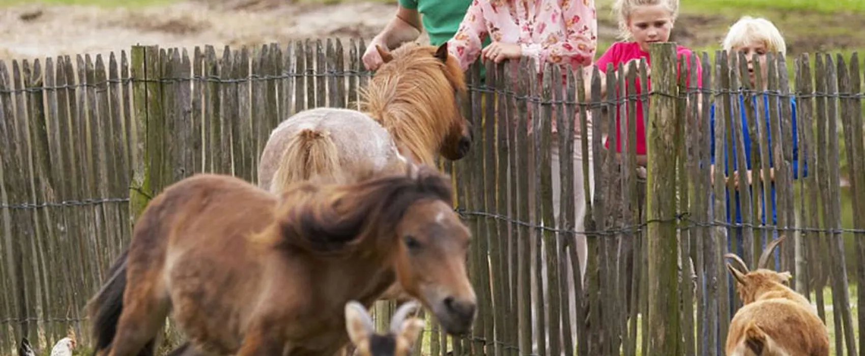Libéma Vakantiepark Dierenbos