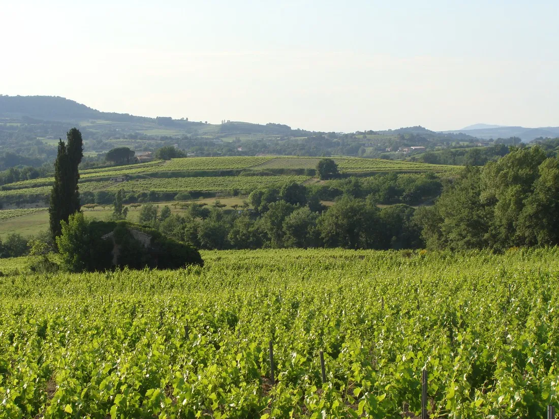 layguette-faucon-wndai