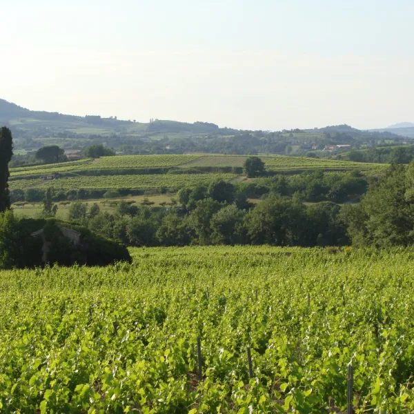 layguette-faucon-wndai