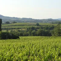 layguette-faucon-wndai