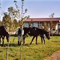 Auberge Du Petit Cheval Blanc