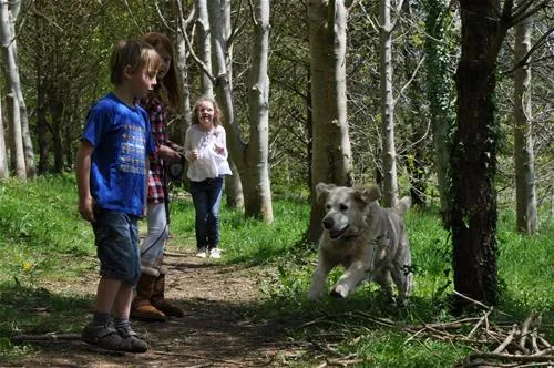 woodovis-park-tavistock-gmixl