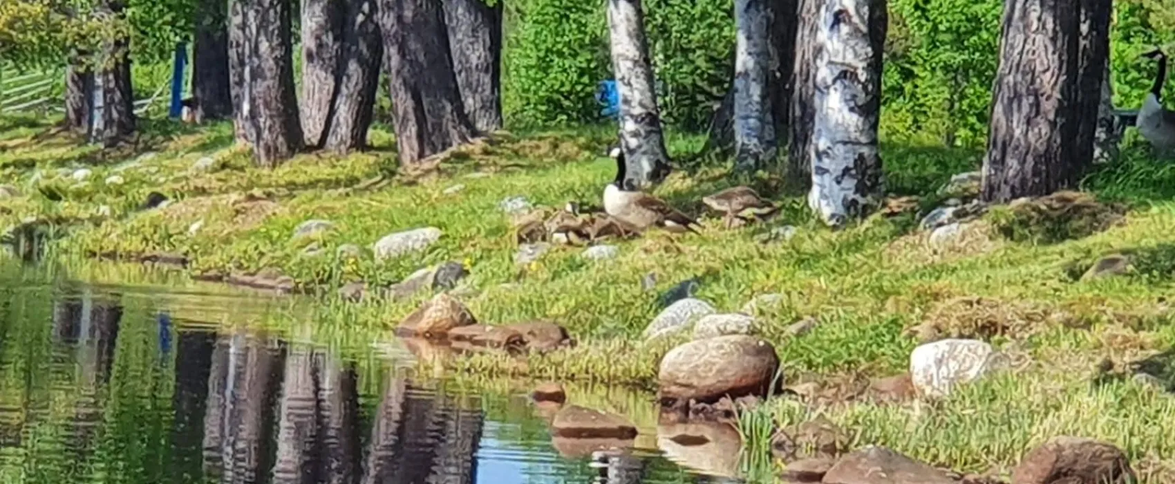 Åsele Camping