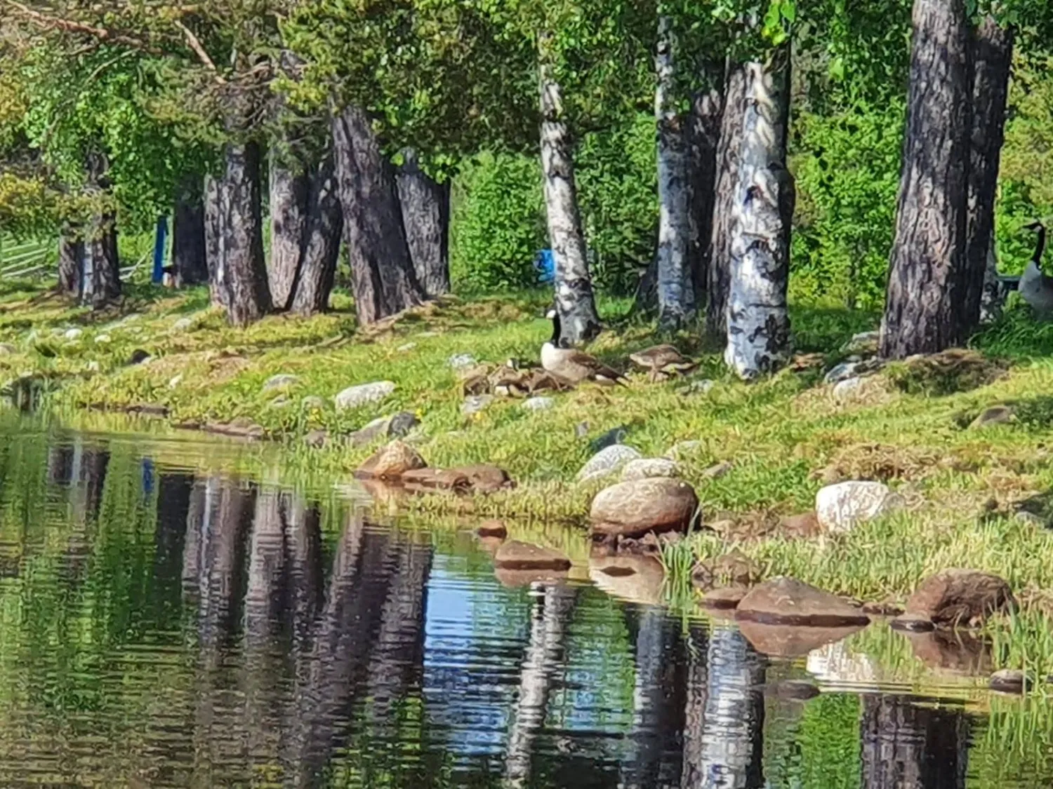 sele-camping-sele-z2uri