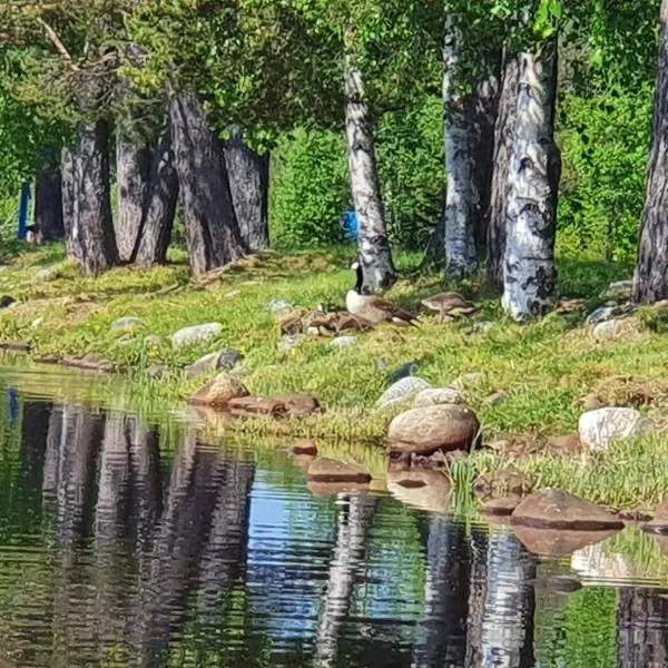 sele-camping-sele-z2uri