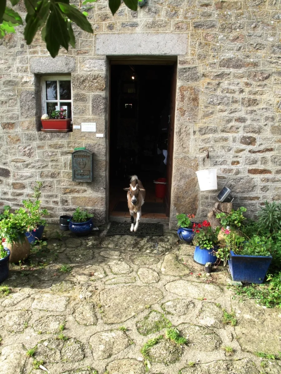 camping-ferme-du-bord-de-mer-gatteville-phare-i2efs