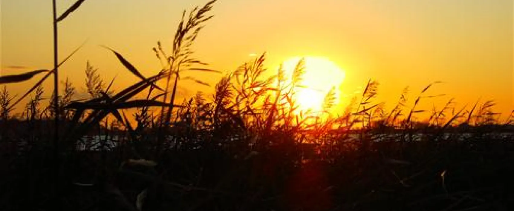 Camping RCN de Schotsman