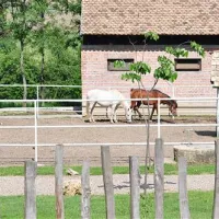 camping-zornica-house-bacevac-belgrade-pzqde