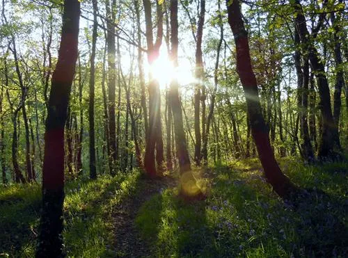 woodlands-caravan-park-aberystwyth-qupv5