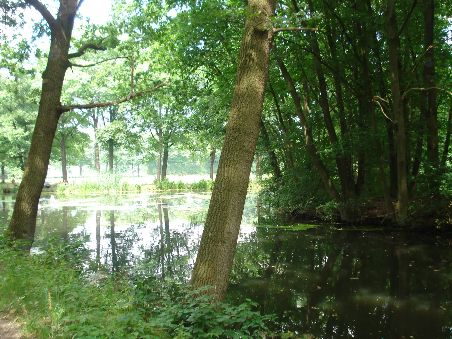 de-linde-merselovenray-cyxmd