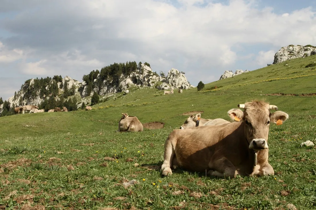 camping-la-cerdanya-prullans-czzv5
