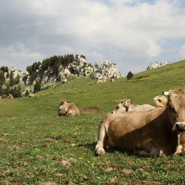 camping-la-cerdanya-prullans-czzv5