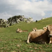 camping-la-cerdanya-prullans-czzv5