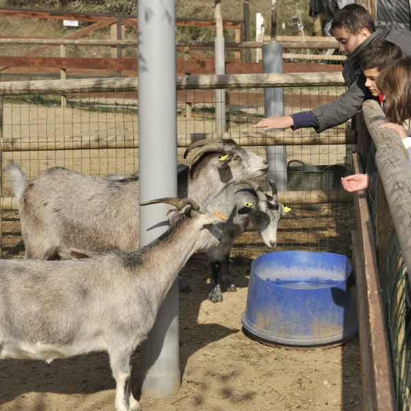 camping-la-cerdanya-prullans-njekn
