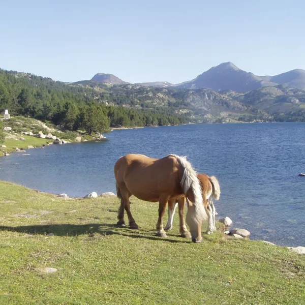 camping-la-cerdanya-prullans-t8bks