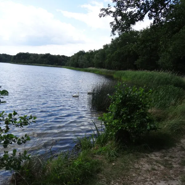 am-grossen-lausiger-teich-duitsland-wjql1