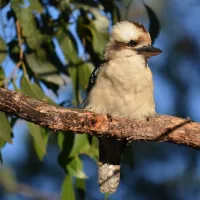 wild-dog-bend-campground-mount-richmond-culm3