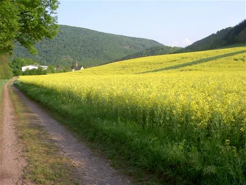 campingplatz-nahetal-oberhausen-uiuvi