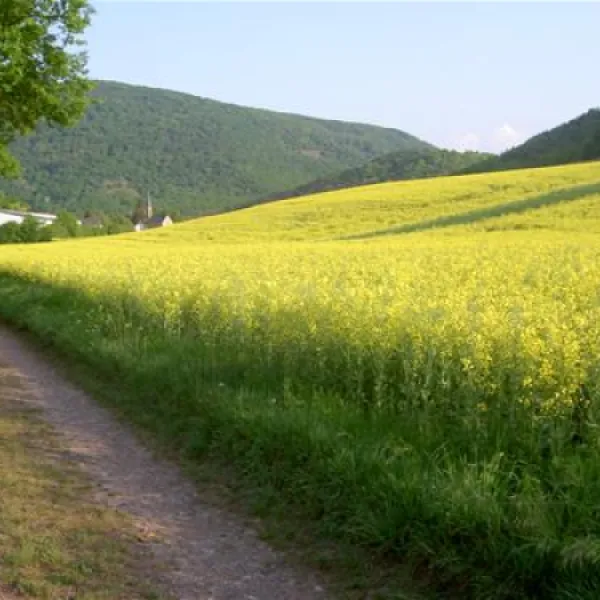 campingplatz-nahetal-oberhausen-uiuvi