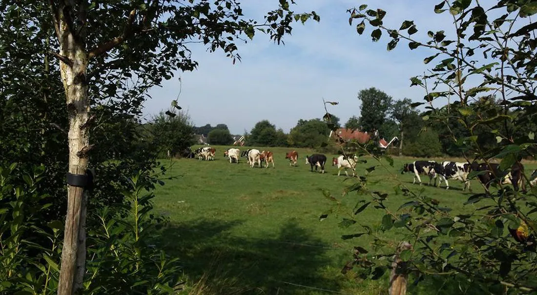 camping-erve-wiegink-ootmarsum-meoky