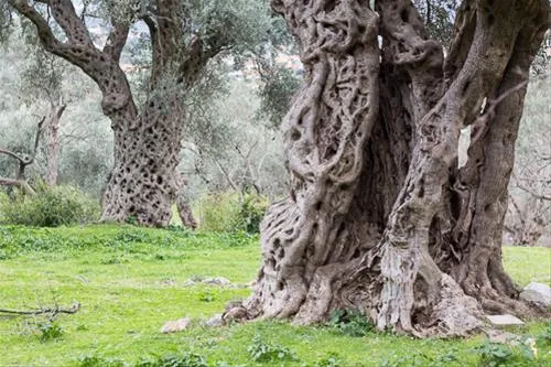 bartula--my-olive-garden-camp-stari-bar-63wbn