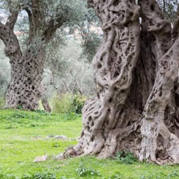bartula--my-olive-garden-camp-stari-bar-63wbn